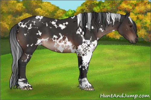 Horse Color:White Spotted Brown 