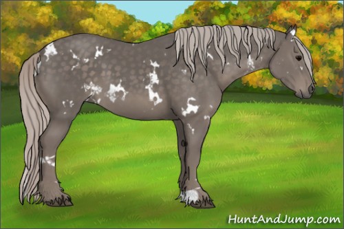 Horse Color:White Spotted Silver Black 