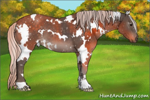 Horse Color:White Spotted Silver Black 