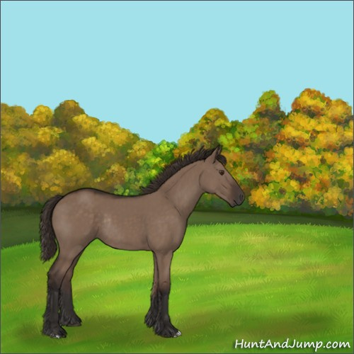 Horse Color:Liver Red Dun Rabicano 