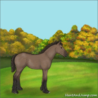 Horse Color:Liver Red Dun Rabicano 