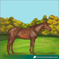 Horse Color:Chestnut  and Chestnut 