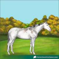 Horse Color:White Spotted Brown Ice Dun Sabino Splash 