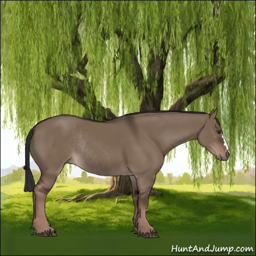 Horse Color:Liver Red Dun Rabicano