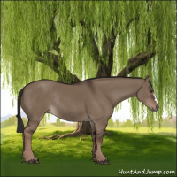 Horse Color:Liver Red Dun Rabicano 