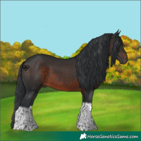 Horse Color:Brown Tobiano 