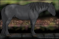 Horse Color:Blue Roan Frame