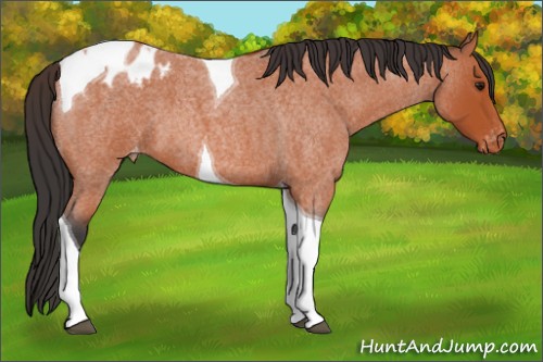 Horse Color:Bay Roan Tobiano Blanket 