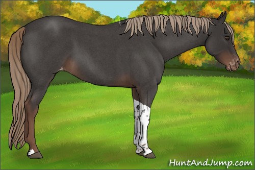 Horse Color:Liver Red Roan Tobiano Appaloosa 