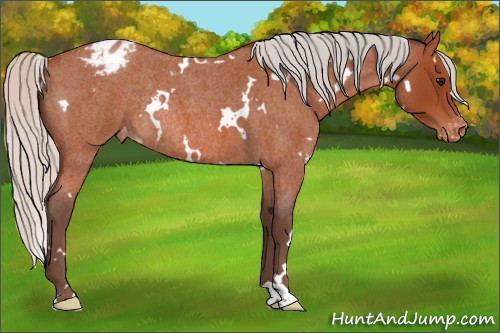 Horse Color:White Spotted Silver Bay Roan Appaloosa Rabicano 
