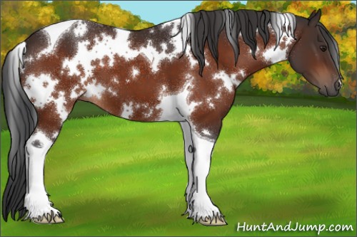 Horse Color:White Spotted Brown Tobiano 