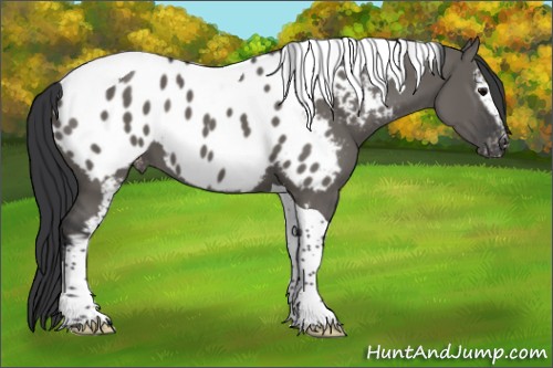 Horse Color:White Spotted Grullo Tobiano Appaloosa 