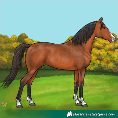 Horse Color:Bay 