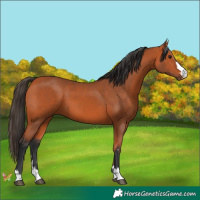 Horse Color:Bay 