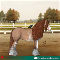 Horse Color:White Spotted Red Dun 