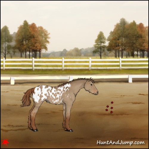 Horse Color:Gray Red Dun Blanket 