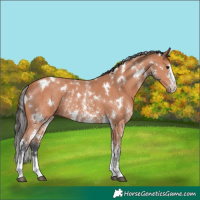 Horse Color:White Spotted Bay Sabino Rabicano