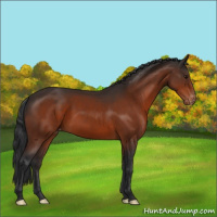 Horse Color:Bay Appaloosa