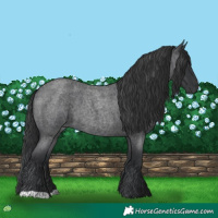 Horse Color:Blue Roan 