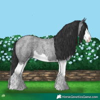 Horse Color:Blue Roan Splash 