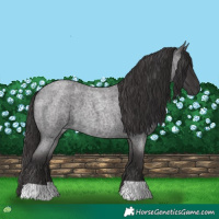 Horse Color:Smoky Blue Roan