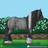 Horse Color:Blue Roan Tobiano 