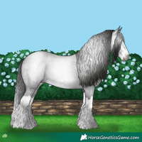 Horse Color:Gray Blue Roan Splash 