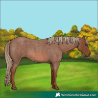 Horse Color:Red Roan 