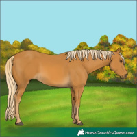 Horse Color:Palomino