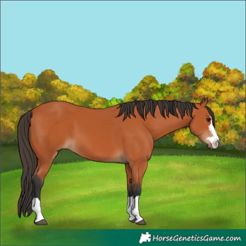 Horse Color:Bay 