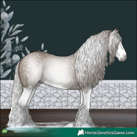 Horse Color:Gray Silver Grullo Splash