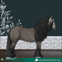 Horse Color:Gray Grullo 