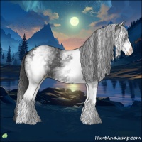 Horse Color:White Spotted Black 
