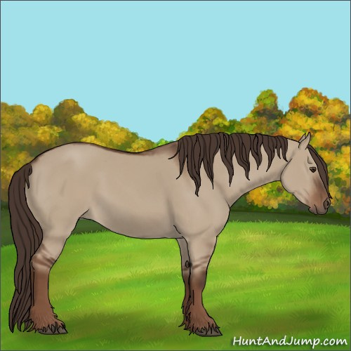 Horse Color:Liver Red Dun 