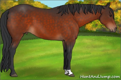 Horse Color:Brown 