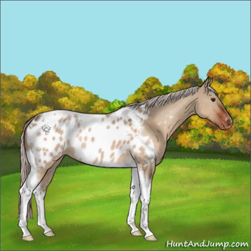 Horse Color:Silver Brown Dun Tobiano Appaloosa Rabicano 