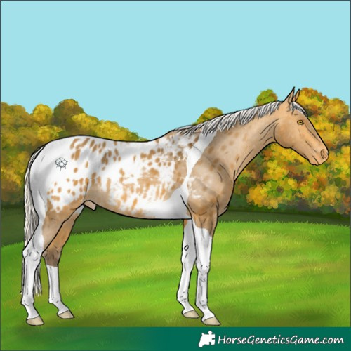 Horse Color:Silver Buckskin Tobiano Appaloosa Rabicano 
