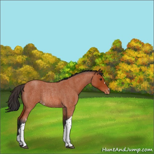 Horse Color:Brown Roan Appaloosa Rabicano 