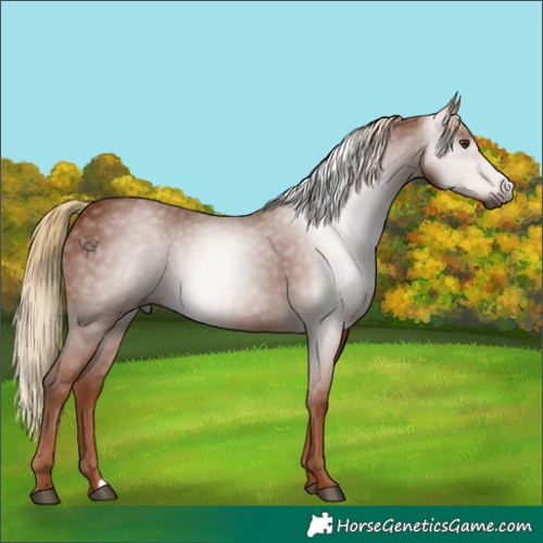 Horse Color:Gray Chestnut 