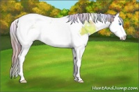 Horse Color:Nacre Chestnut Sabino Splash Tobiano Varnish