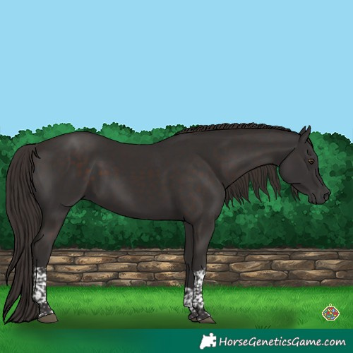 Horse Color:Liver Chestnut Tobiano 