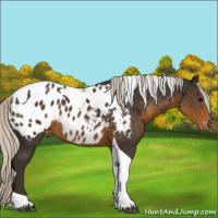 Horse Color:Silver Smoky Black Tobiano Appaloosa Rabicano