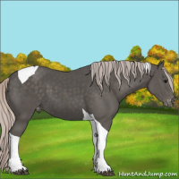 Horse Color:Silver Black Tobiano Appaloosa