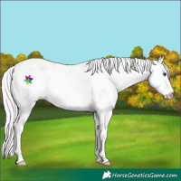 Horse Color:Watercolor Palomino Dun Sabino 