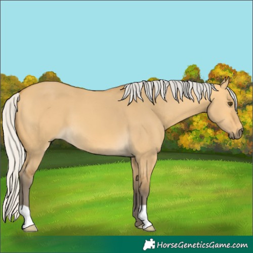 Horse Color:Silver Buckskin Dun 