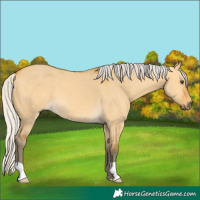 Horse Color:Silver Buckskin Dun 