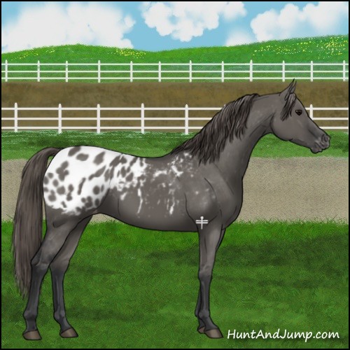 Horse Color:Grullo Appaloosa 