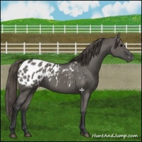 Horse Color:Grullo Blanket 