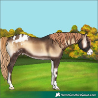 Horse Color:Liver Red Onyx Appaloosa 