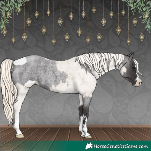 Horse Color:Smoky Blue Roan  and Smoky Creme Appaloosa 